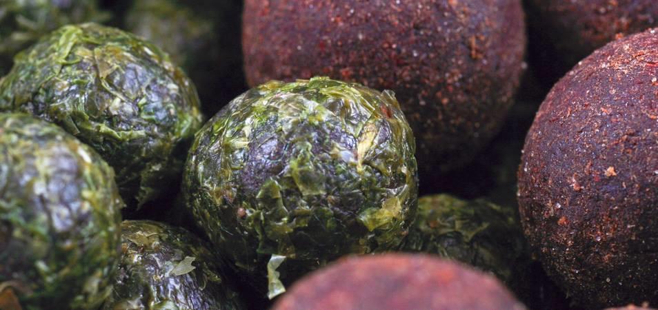 carp - 574550725540180796829293694951n.jpg